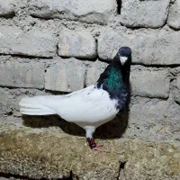 کفتر کلهسیاه نر|پرنده|گلبهار, نوبهار|دیوار