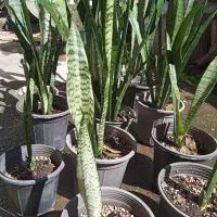 سانسوریا|گل و گیاه طبیعی|رشت, جانبازان|دیوار