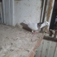 طوقی ماده|پرنده|گلستان (تهران), |دیوار