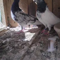 کفترتیدی اصلی|پرنده|قم, الوندیه و گذر صادق|دیوار