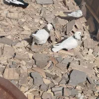 کفتر|پرنده|زارچ, |دیوار