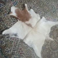 پوست وپشم بز پاکستانی