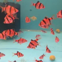 ماهی زینتی|ماهی|اسلامشهر, مطهری|دیوار