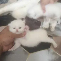 اسکاتیش