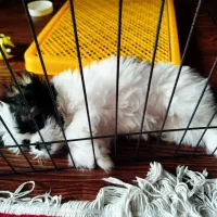 سگ شیتزو تریر نر