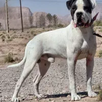 واگذاری سگ امریکن بولداگ اصیل نگهبان