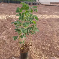 گلدان‌گل‌محمدی