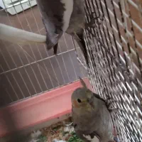 عروس هلندی|پرنده|کردکوی, |دیوار