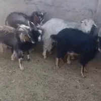 فروش میش بره دار و بزغاله|حیوانات مزرعه|گرمسار, |دیوار