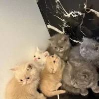 بچه گربه|گربه|تهران, پرستار|دیوار