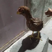 مرغ|حیوانات مزرعه|زاهدان, |دیوار