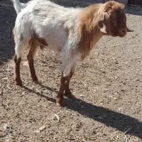 چبش معاوضه بابره ماده