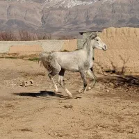 کره مادیون عرب یکسر .توافقی