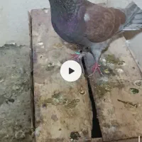 کفتر پرشی و مسافتی نر