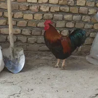 خروس محلی فروشی