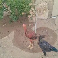 مرغ و خروس لاری و گلین|حیوانات مزرعه|قم, شهرک توانیر|دیوار