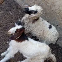 فرش .. بره و کهره چاق  جفت 12500|فرش|زاهدان, |دیوار