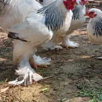 تخم نطفه دار برهما لایت رومانی