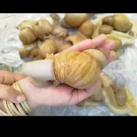 فروش حلزون بزرگ|خزنده|ارومیه, |دیوار