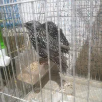 مرغ مینا|پرنده|شیراز, کرونی(خاتونک)|دیوار