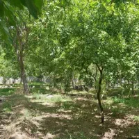 900متر-پلاک-قصرالدشت-ابعاد-منظم-ضابطه-4