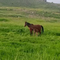 کلبه ی فروش آ ب +