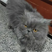 گربه پرشین|گربه|میاندوآب, |دیوار