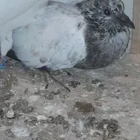 گمشده کبوتر کله دم سبز،دسپری|پرنده|شاهین‌شهر, نبوت|دیوار