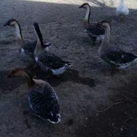 قوغاز