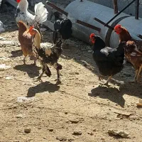 مرغ و خروس|حیوانات مزرعه|دوگنبدان, |دیوار