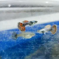 ماهی گوپی|ماهی|خمینی‌شهر, |دیوار