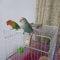 کوتوله برزیلی مولد