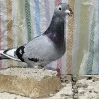 پلاکی