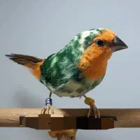 فنچ طوطیوار سرخردلی