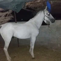 اسب نریان|اسب و تجهیزات اسب‌سواری|جیرفت, |دیوار