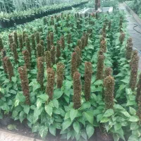 استخدام کارگر در گلخونه