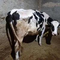 یک عدد گاو هلشتاین پر شیر 3ماه آبستن|حیوانات مزرعه|شادیان, |دیوار