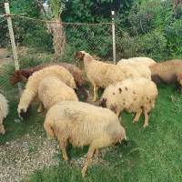 گوسفند مضاریع