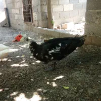 اردک خارجی نر