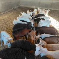 فروش بز سانن