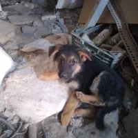 سگ ژرمن شوالین  ۲ماهشونه