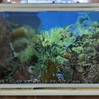 آکواریوم سالم و بزرگ|ماهی|رشت, دیلمان|دیوار