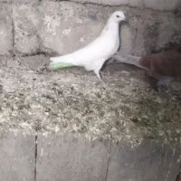 کبوتر گرفتنی|پرنده|نقده, |دیوار