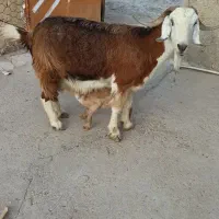 بز با کهره ماده