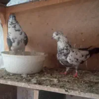 طوقی|پرنده|گلستان (تهران), |دیوار