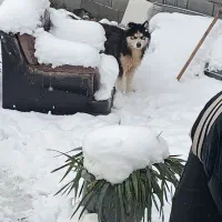 سگ هاسکی نگهبان  اصیل نر جوانن