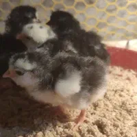 جوجه مرغ گلین توضیحاتو بخون