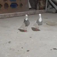 جفت