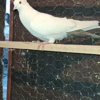 کبوتر غریب|پرنده|سنندج, |دیوار