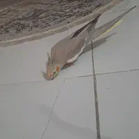 ماده عروس هلندی آهوی آماده جفت ۶تخم نیم رام